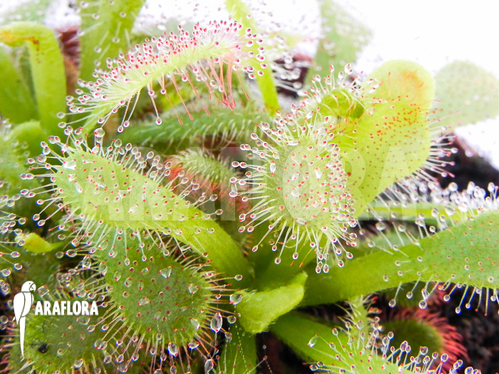Drosera venusta