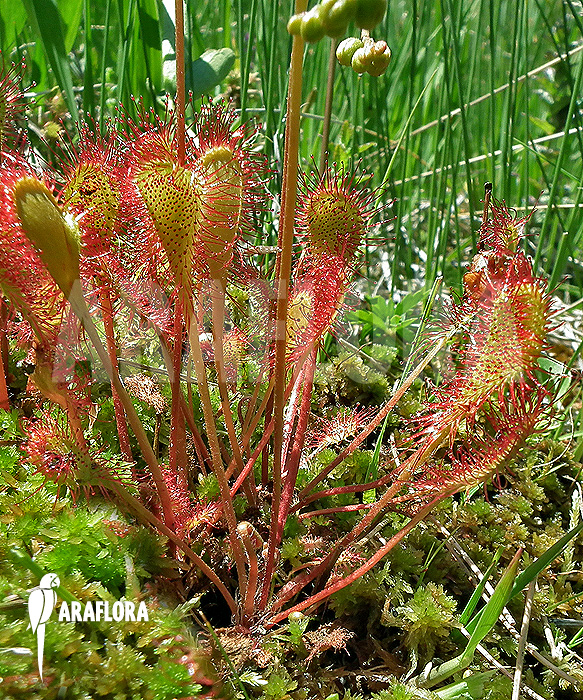 Drosera x obovata