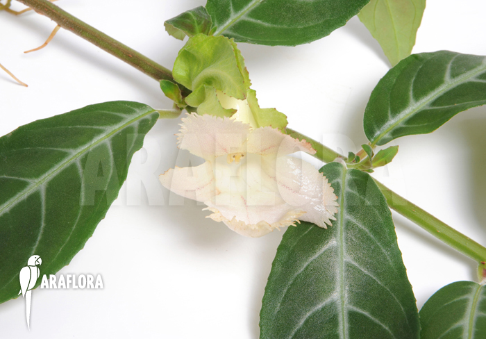 Drymonia serrulata ‚Surinam‘