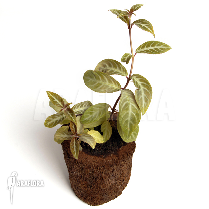 Drymonia serrulata ‚Surinam‘