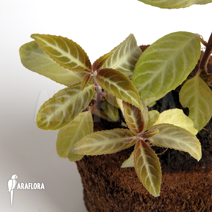 Drymonia serrulata ‚Surinam‘