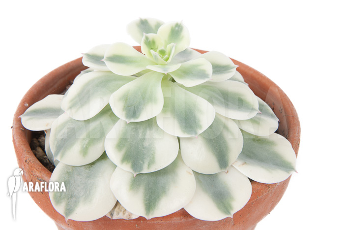 Echeveria ‚Compton Carousel‘