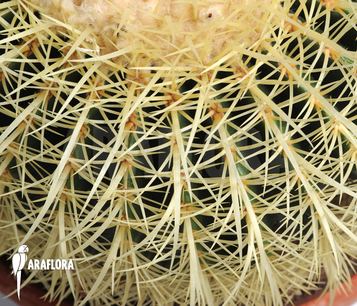 Echinocactus grusonii