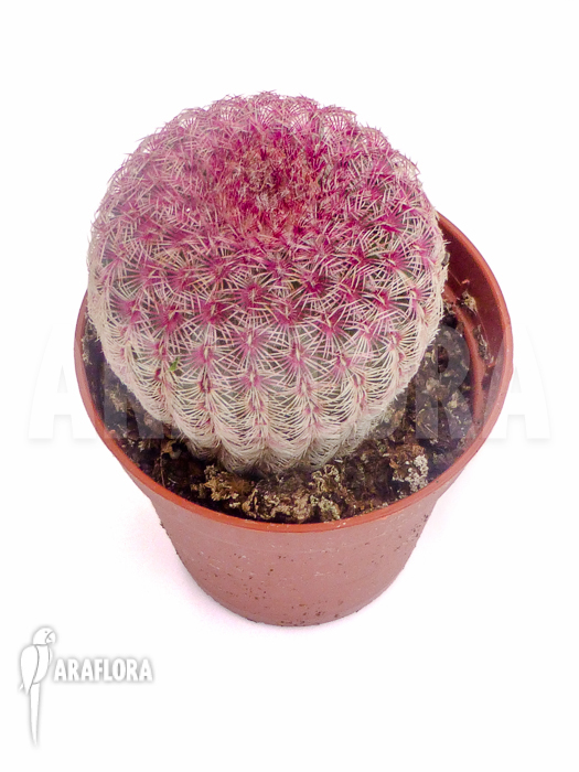 Echinocereus rigidissimus v. rubrispinus