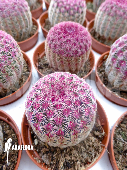 Echinocereus rigidissimus v. rubrispinus