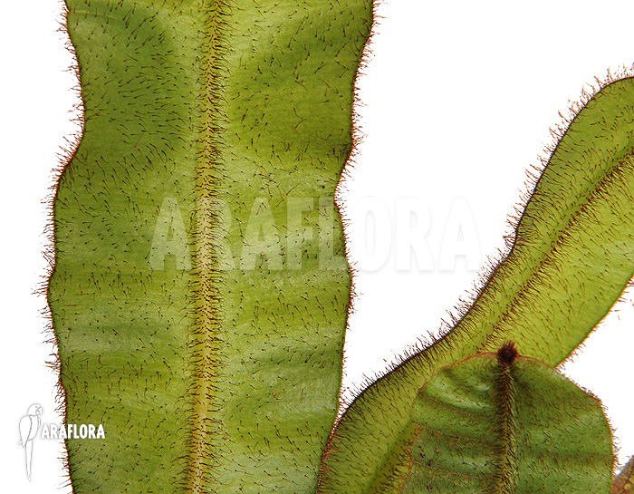 Elaphoglossum apodum ‚Type 2‘