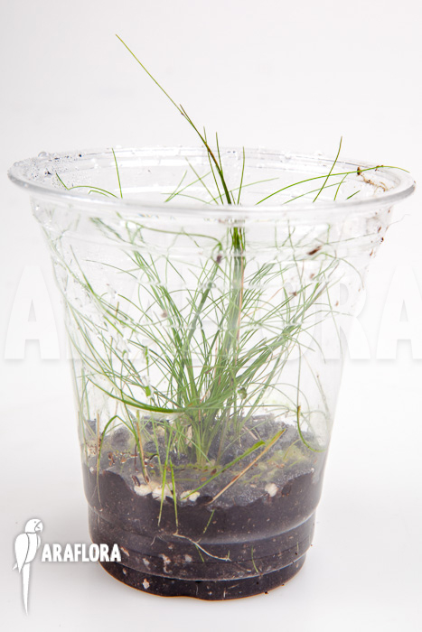 Eleocharis sp minima