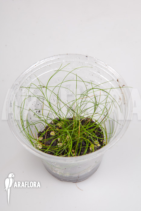 Eleocharis sp minima