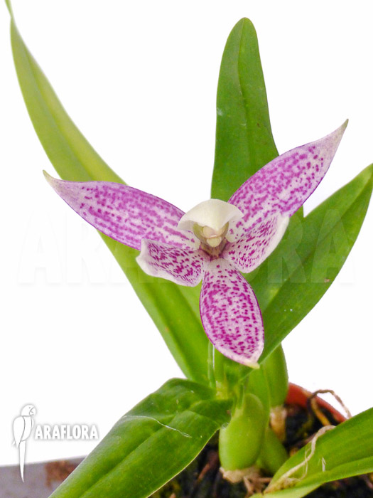 Encyclia garciana