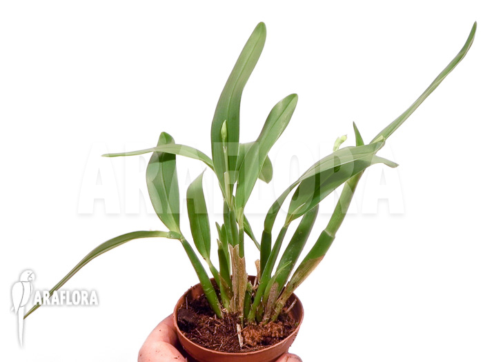 Encyclia garciana starter