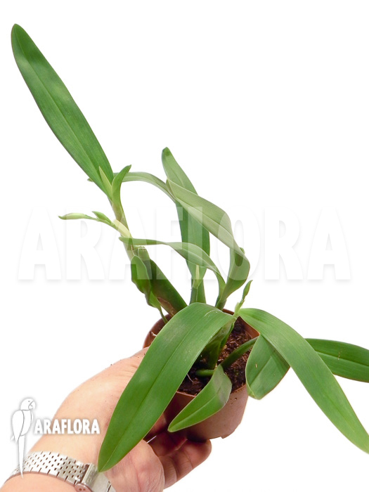 Encyclia garciana starter