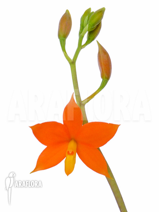 Encyclia vitellina flower