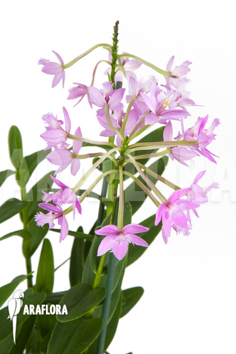 Epidendrum radicans ‚Pink‘