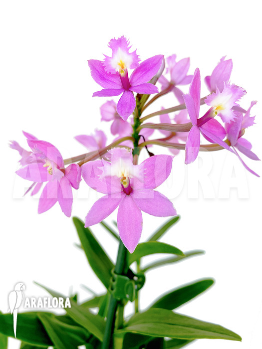 Epidendrum radicans ‚Pink‘