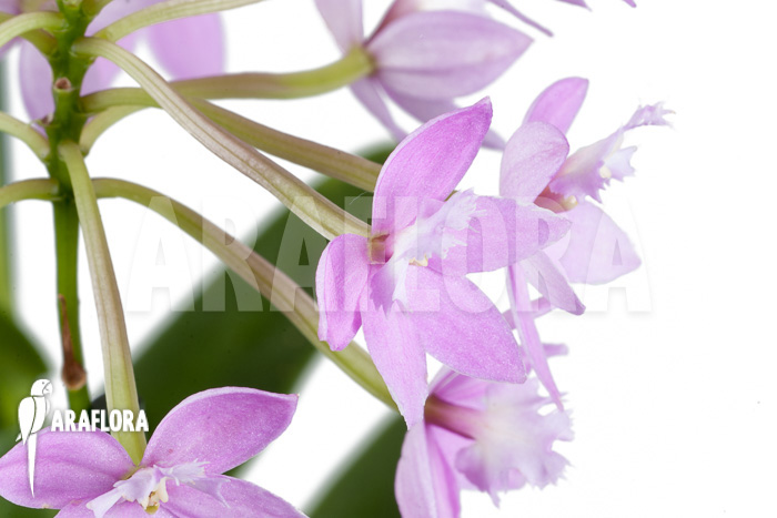 Epidendrum radicans ‚Pink‘