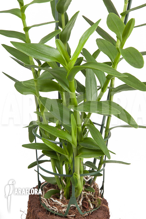 Epidendrum radicans ‚Pink‘