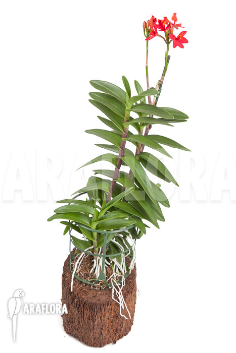 Epidendrum radicans ‚Red‘