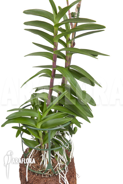 Epidendrum radicans ‚Red‘