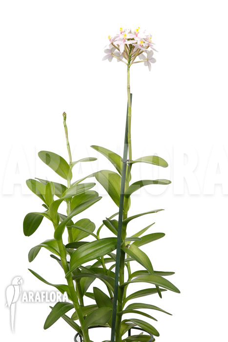 Epidendrum radicans ‚White-ish‘