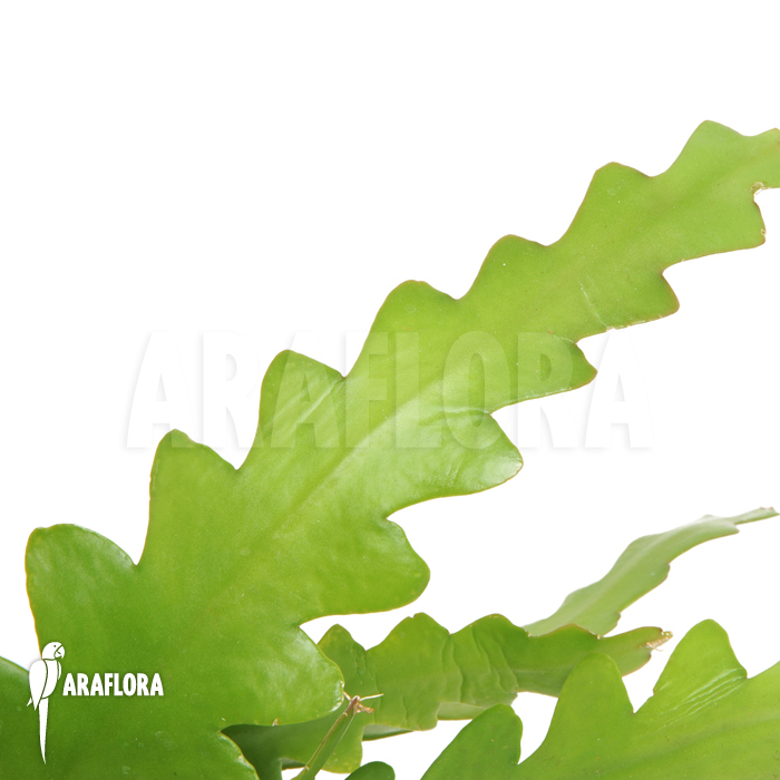 Epiphyllum anguliger