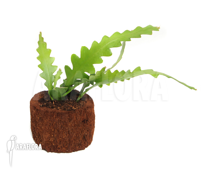 Epiphyllum anguliger