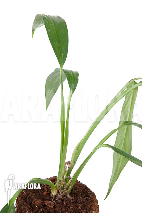 Epipremnum amplissimum ’starter‘