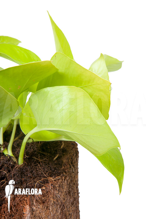 Epipremnum aureum Neon