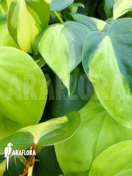 Epipremnum pinnatum ‚Araflora liner‘ detail