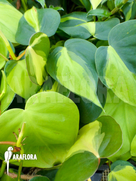 Epipremnum pinnatum ‚Araflora liner‘ detail