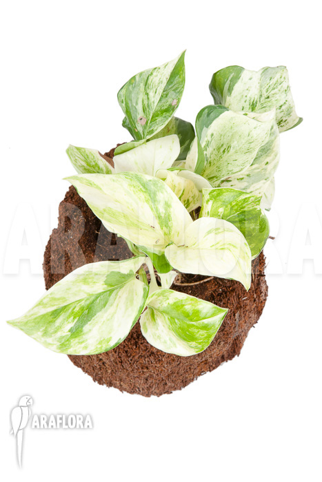 Epipremnum pinnatum ‚Marble Planet‘