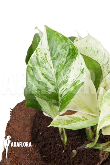 Epipremnum pinnatum ‚Marble Planet‘