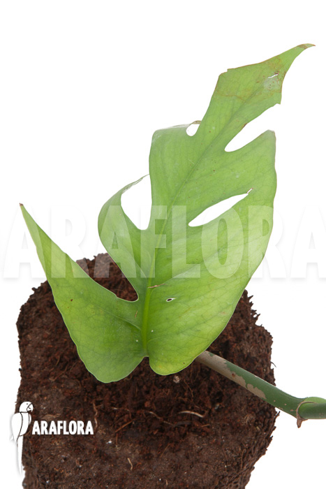 Epipremnum pinnatum Cebu Blue