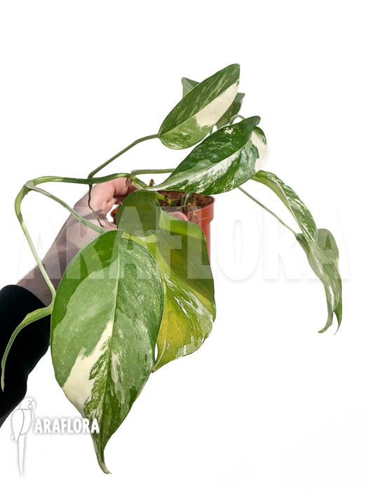 Epipremnum pinnatum variegated