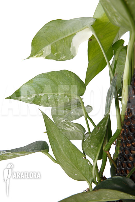 Epipremnum pinnatum variegated XL