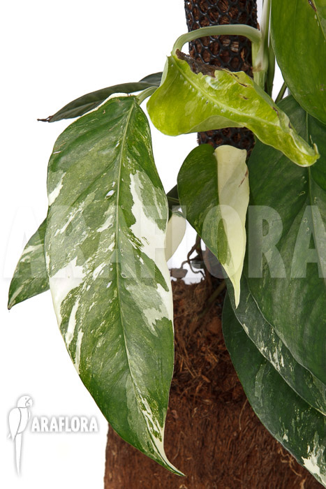 Epipremnum pinnatum variegated XL