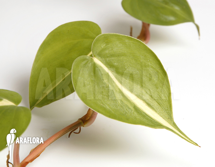 Epipremnum pinnatum ‚Araflora liner‘