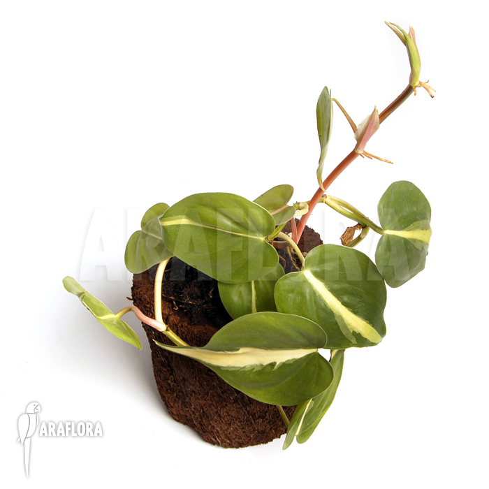 Epipremnum pinnatum ‚Araflora liner‘