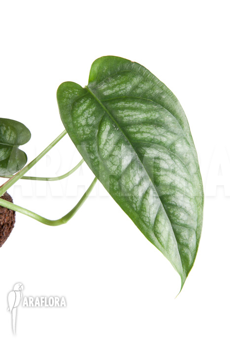 Epipremnum sp Blue ‚M‘