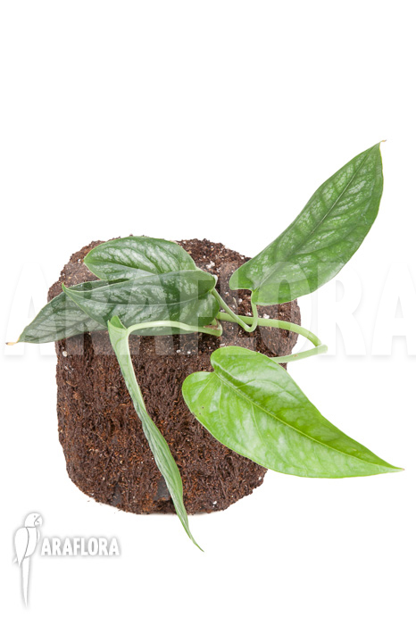 Epipremnum sp Blue ‚M‘