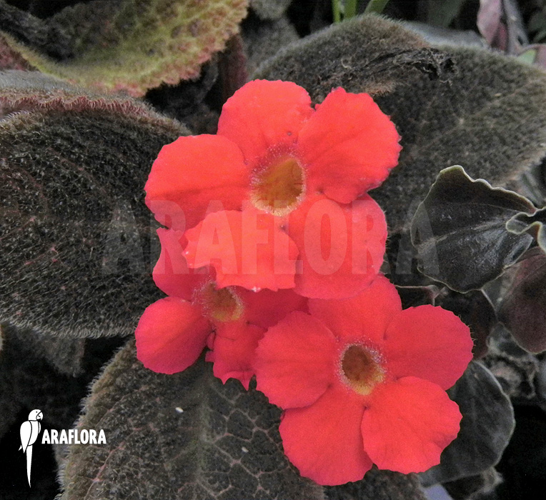 Episcia cupreata