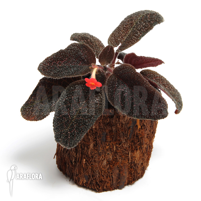 Episcia cupreata
