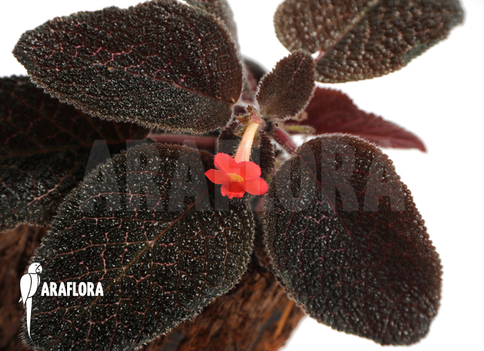Episcia cupreata
