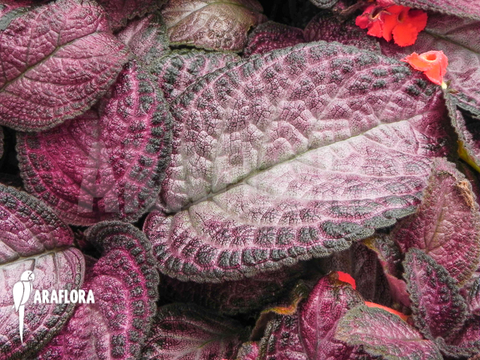 Episcia cupreata Pink Smooth