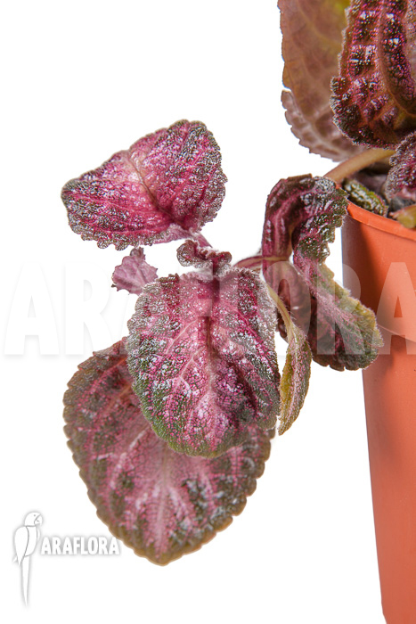 Episcia cupreata Pink Smooth