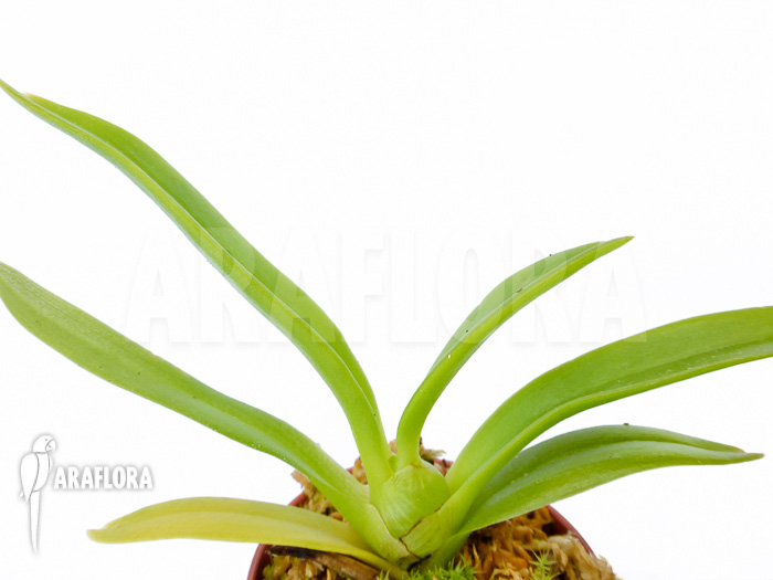 Eria ornata Starter