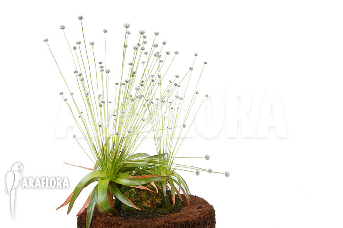 Eriocaulon species Gran sabana