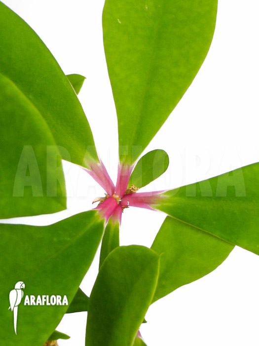 Euphorbia bongolavensis