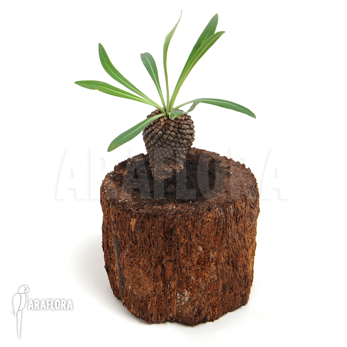 Euphorbia bupleurifolia