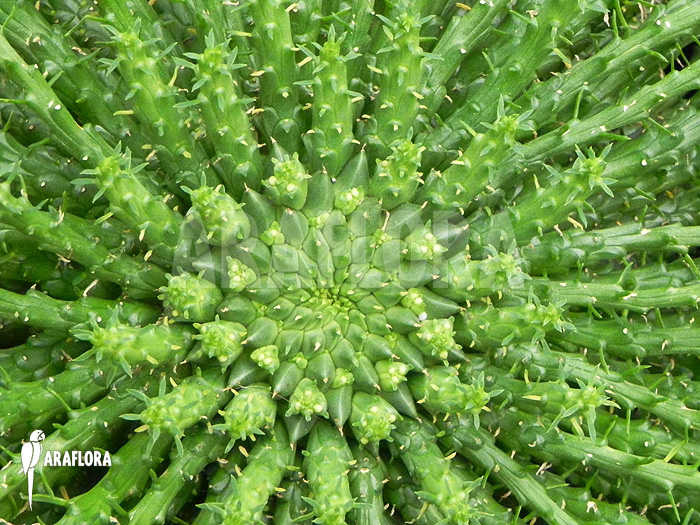 Flowers Euphorbia caput medusae