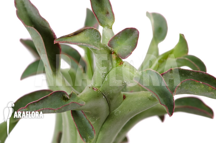 Euphorbia hamata ‚L‘
